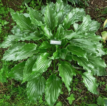 Hosta 'Get Nekkid'